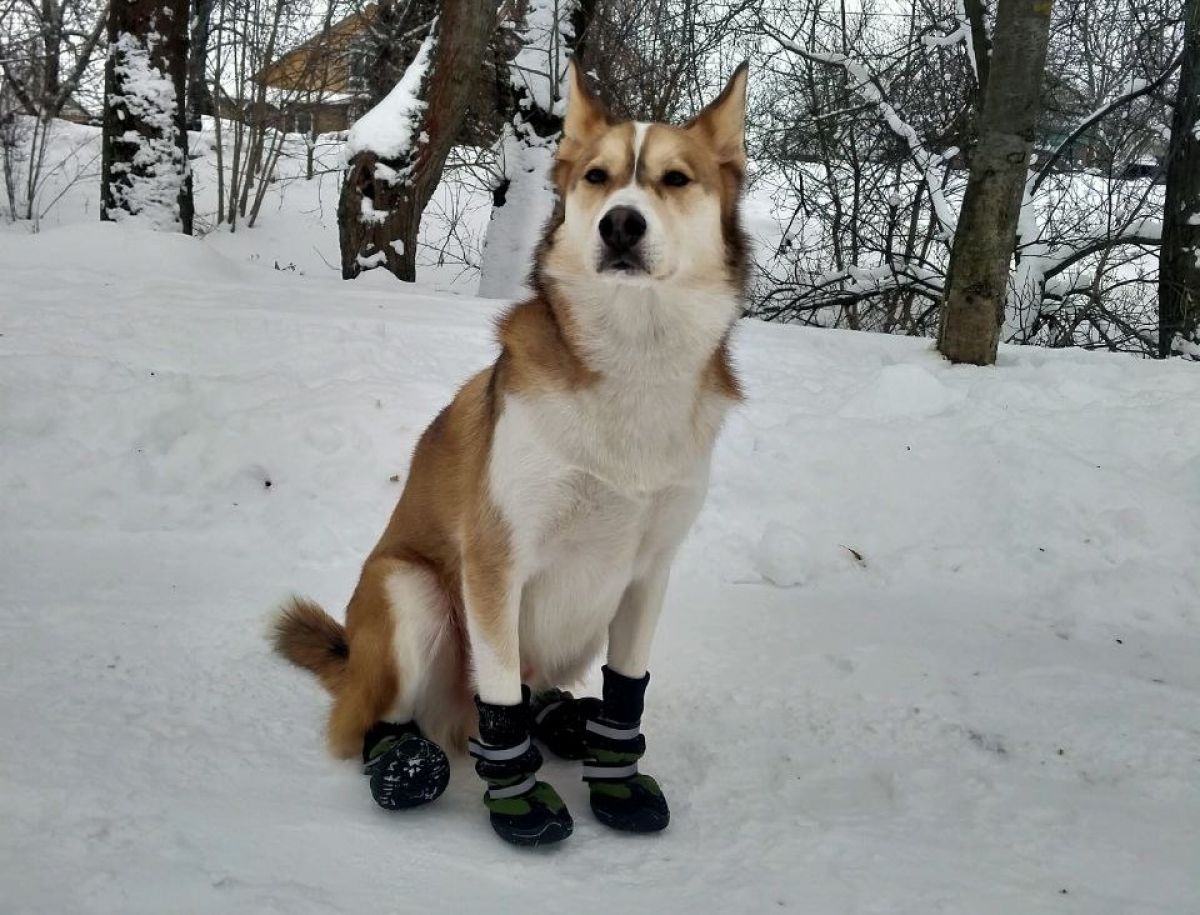 В Тульской области собака спасла пенсионерку от гибели