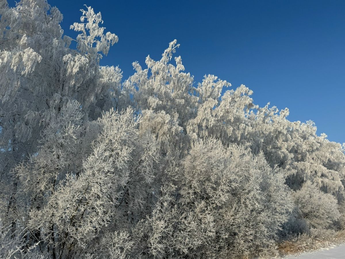 Какая погода ждет жителей Тульской области в День российского студенчества