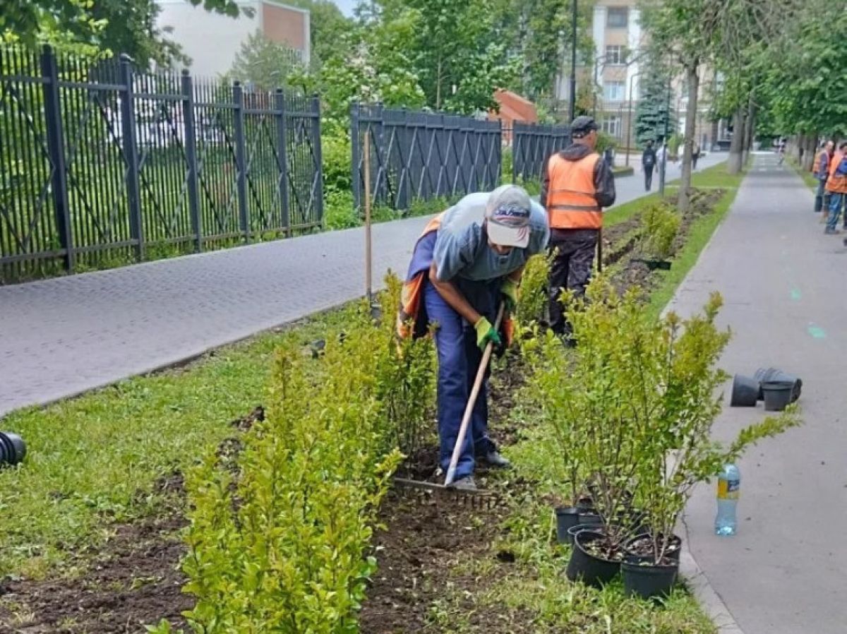 В Туле вдоль велодорожки «Лев Толстой» высадят кусты кизильника