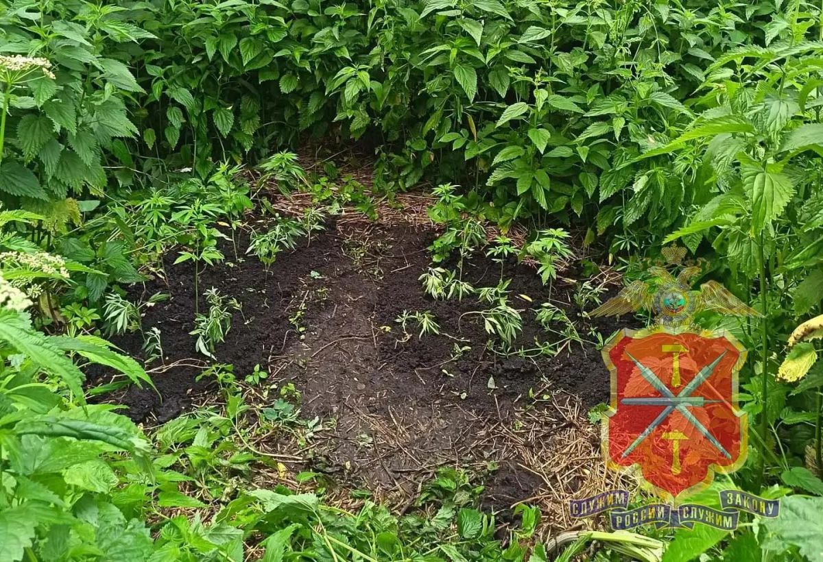 В Кимовском районе полицейские обнаружили плантацию конопли у ранее судимого местного жителя