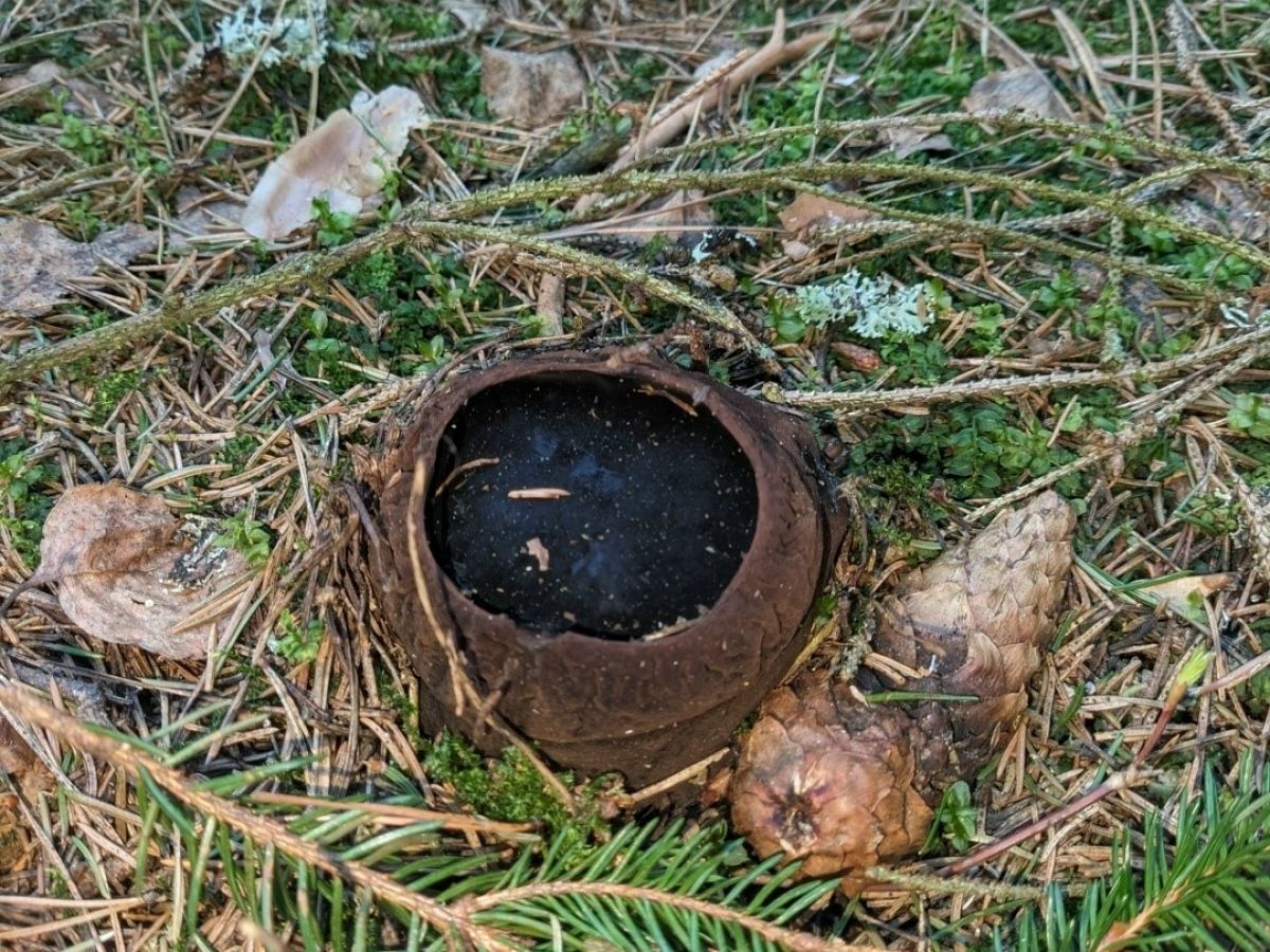 В хвойных лесах Тульской области появились сказочные грибы