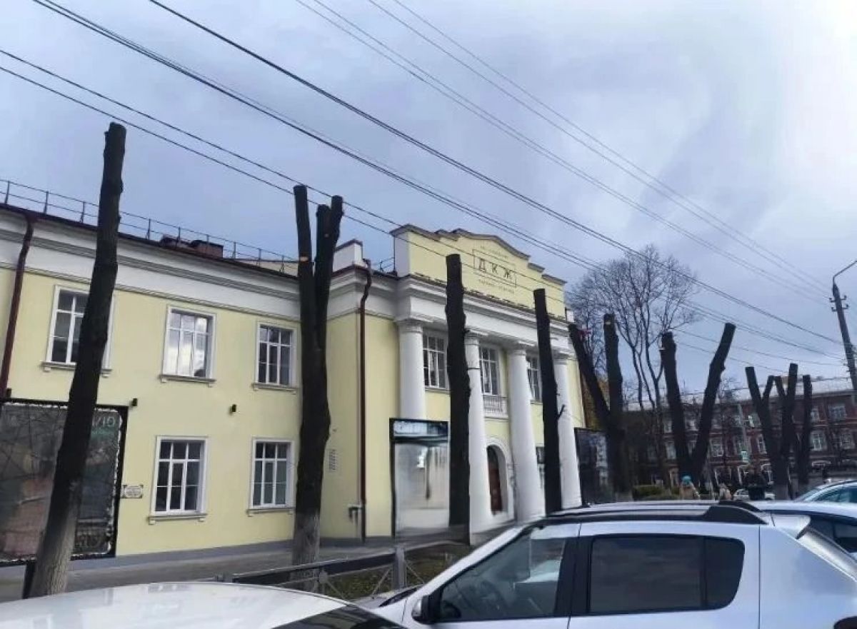 В Туле раскрыли тайну опиловки лип возле ДКЖ В Туле раскрыли тайну опиловки лип возле ДКЖ