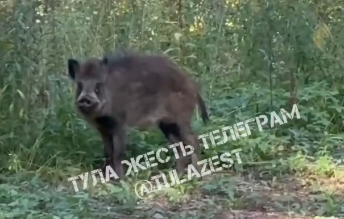 В Туле по Платоновскому парку разгуливала хрюшка