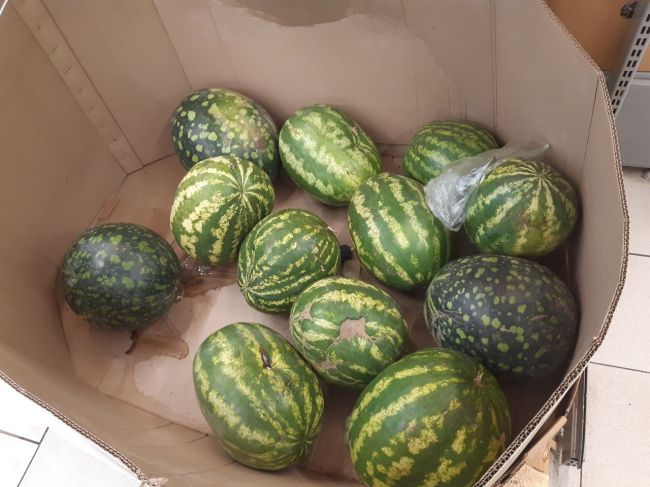 В Новомосковске продают бесценные арбузы и дыни В Новомосковске продают бесценные арбузы и дыни