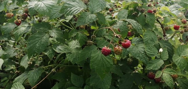 Тульская область попала в топ-10 регионов с самым вкусным малиновым вареньем Тульская область попала в топ-10 регионов с самым вкусным малиновым вареньем