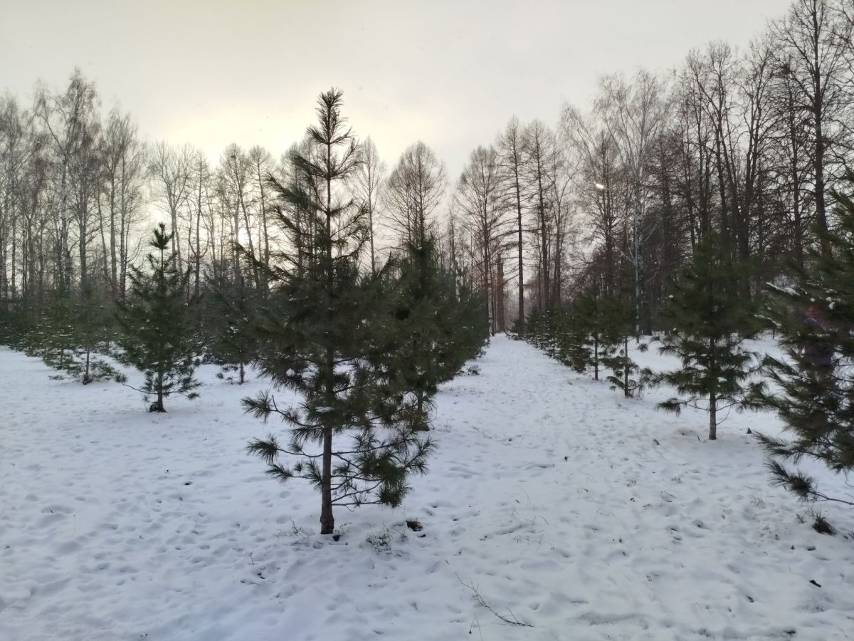 В Ясной Поляне накануне Нового года возьмут под охрану мемориальные ели В Ясной Поляне накануне Нового года возьмут под охрану мемориальные ели