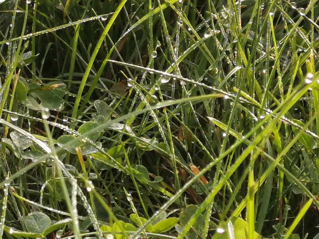 Сегодня туляков освежит северный ветер Сегодня туляков освежит северный ветер