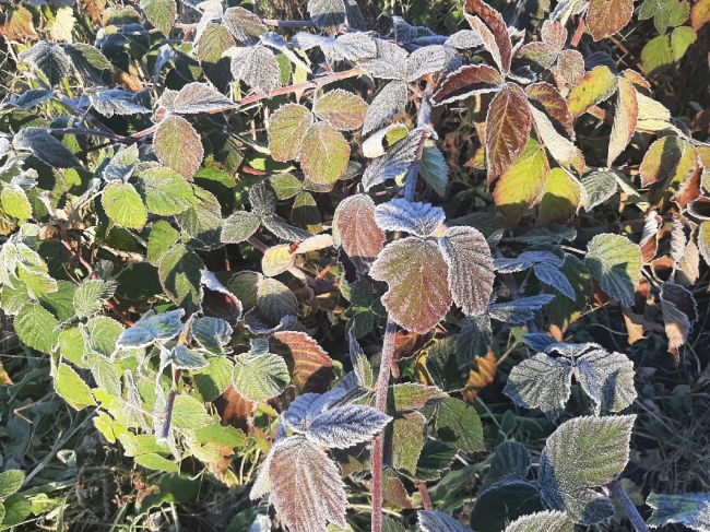 Жителей Тулы ждут еще одни ночные заморозки Жителей Тулы ждут еще одни ночные заморозки