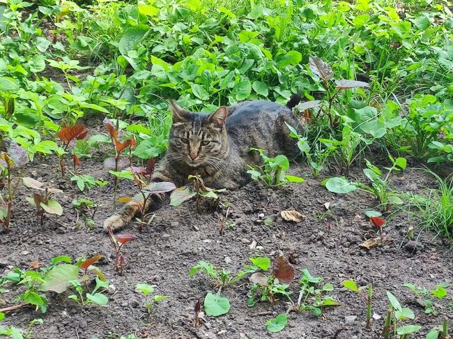 Жаркая погода заставит туляков устремиться к водоемам Жаркая погода заставит туляков устремиться к водоемам
