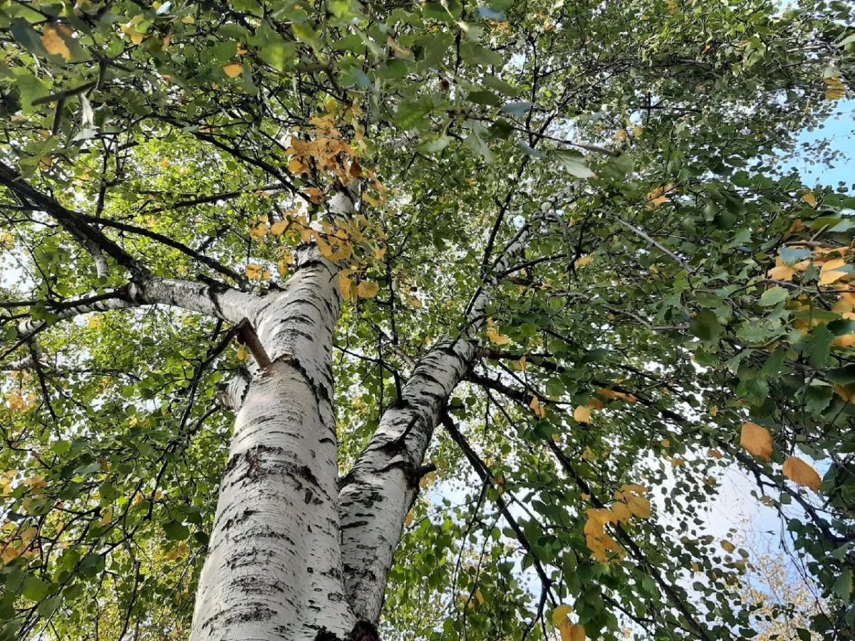 Погода подготовила испытания для туляков