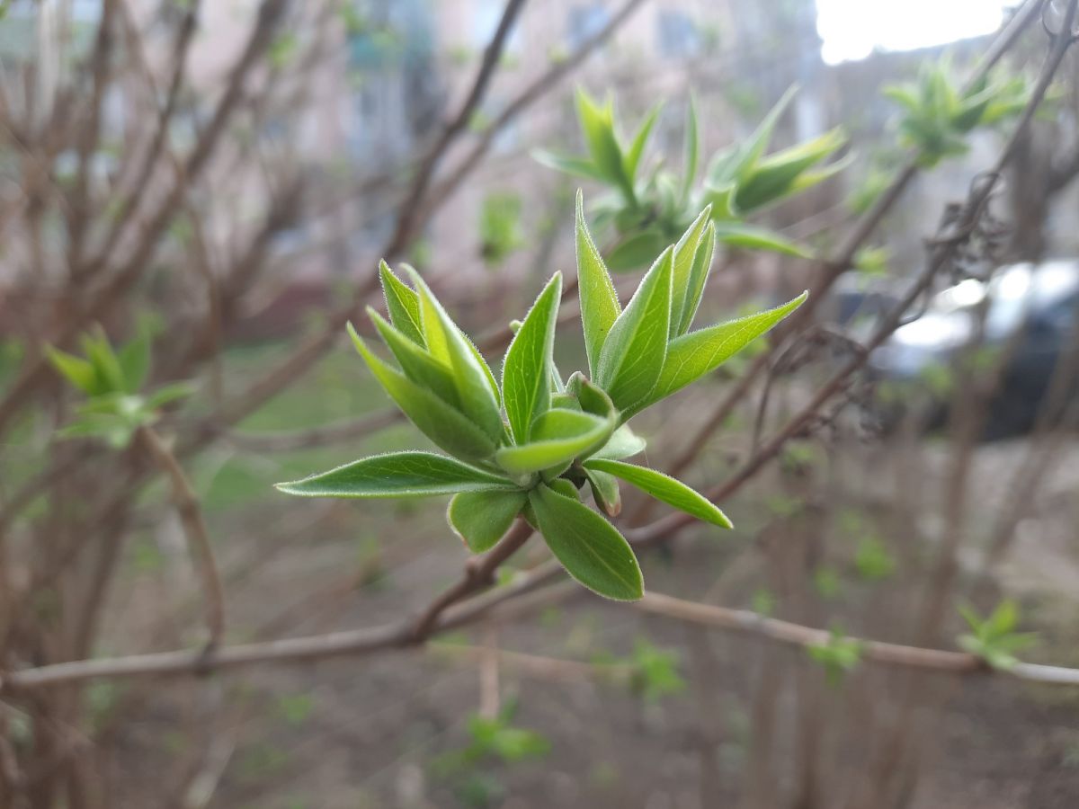 Раннее цветение растений в Тульской области доставит неприятностей аллергикам Раннее цветение растений в Тульской области доставит неприятностей аллергикам