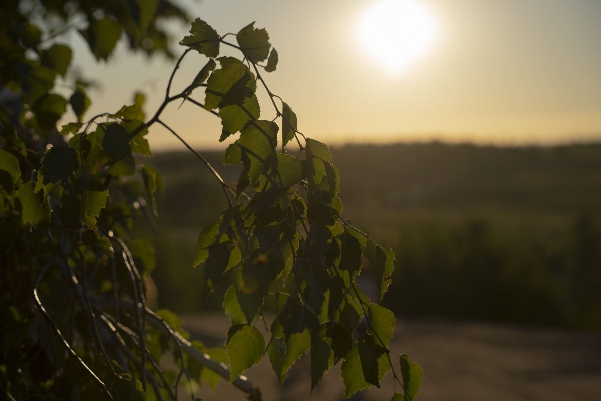 Жители Тульской области смогут выбрать Российское дерево года Жители Тульской области смогут выбрать Российское дерево года