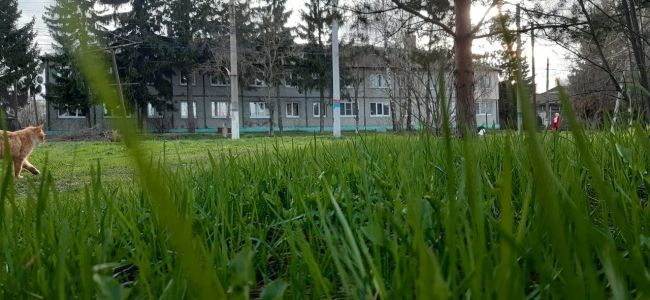 На скос травы в Привокзальном округе Тулы потратят еще 1,2 миллиона рублей На скос травы в Привокзальном округе Тулы потратят еще 1,2 миллиона рублей