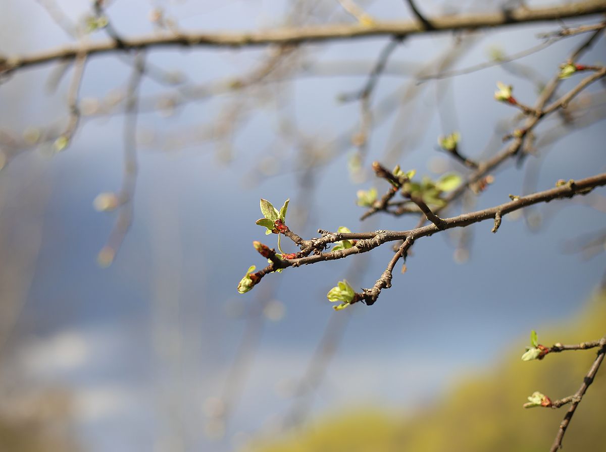 Небольшой дождь и пониженное атмосферное давление обещает тулякам вторник
