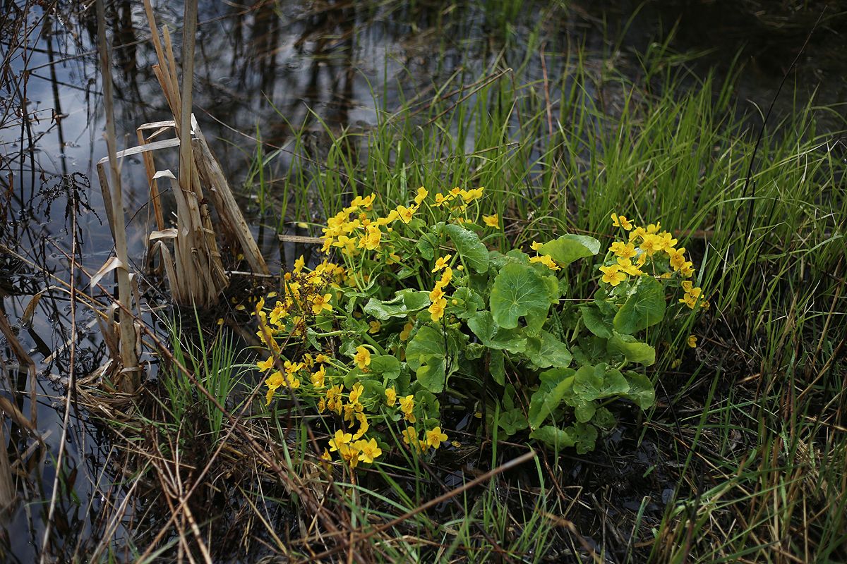 В Тульской области ночью прольется дождь