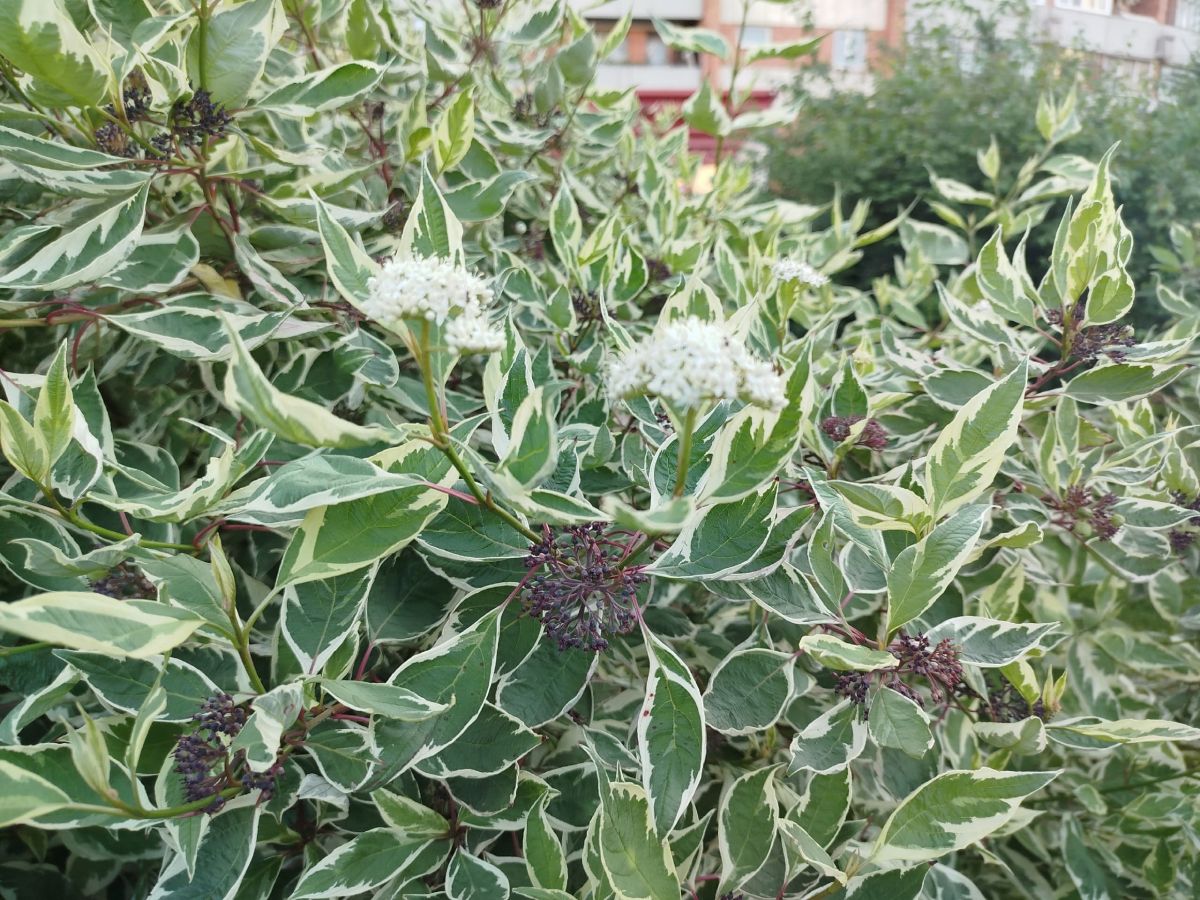 Жителей Тульской области ждет ночь без дождей Жителей Тульской области ждет ночь без дождей