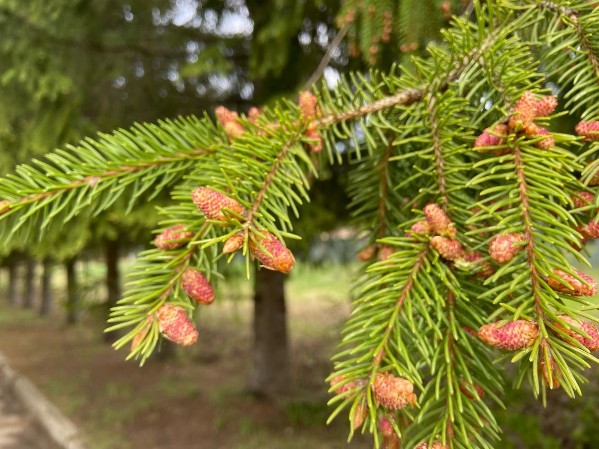 Сегодня днем воздух прогреется до 15 градусов в Тульской области