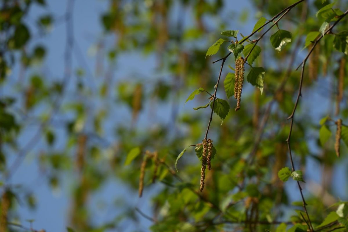 Дневная жара в Тульской области немного сбавит свои обороты Дневная жара в Тульской области немного сбавит свои обороты