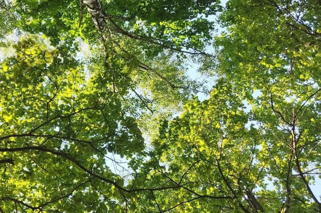 В Тульской области наказали нелегальных лесорубов В Тульской области наказали нелегальных лесорубов