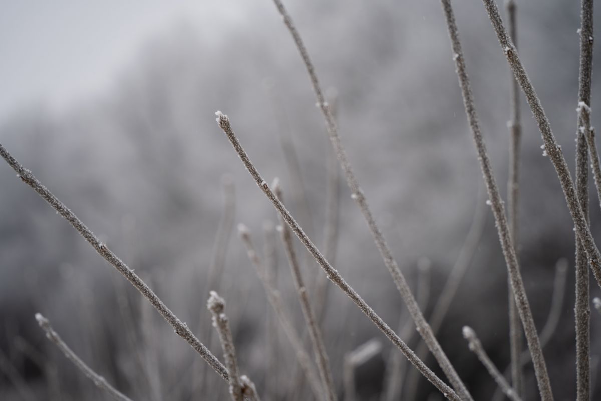 В Тульской области ожидаются заморозки В Тульской области ожидаются заморозки