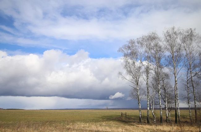 В Тульской области усилится южный ветер В Тульской области усилится южный ветер