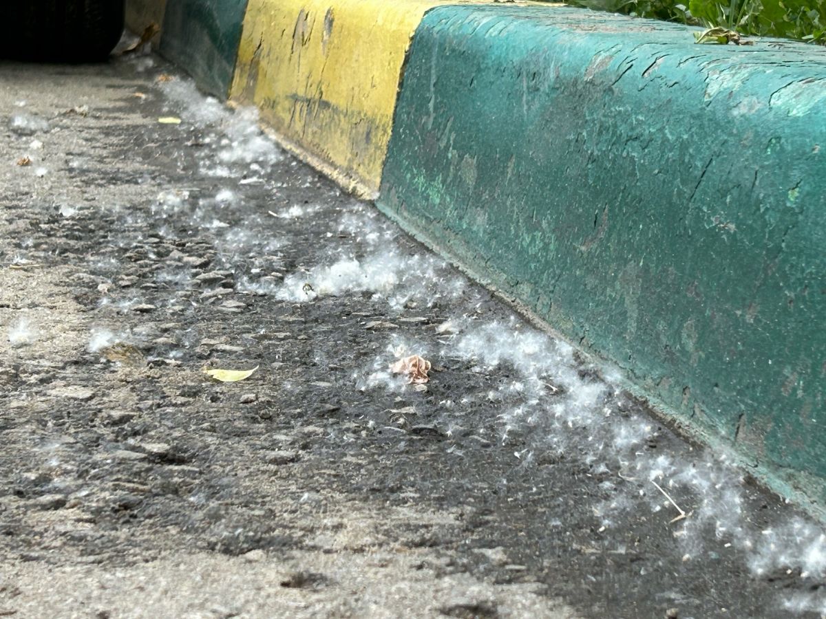 Тополиный пух, жара, аллергия. Тульский врач рассказал, на что реагирует организм в июне Тополиный пух, жара, аллергия. Тульский врач рассказал, на что реагирует организм в июне