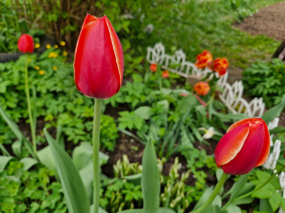 Ночью в Тульской области столбики термометров опустятся до - 2 градусов Ночью в Тульской области столбики термометров опустятся до - 2 градусов