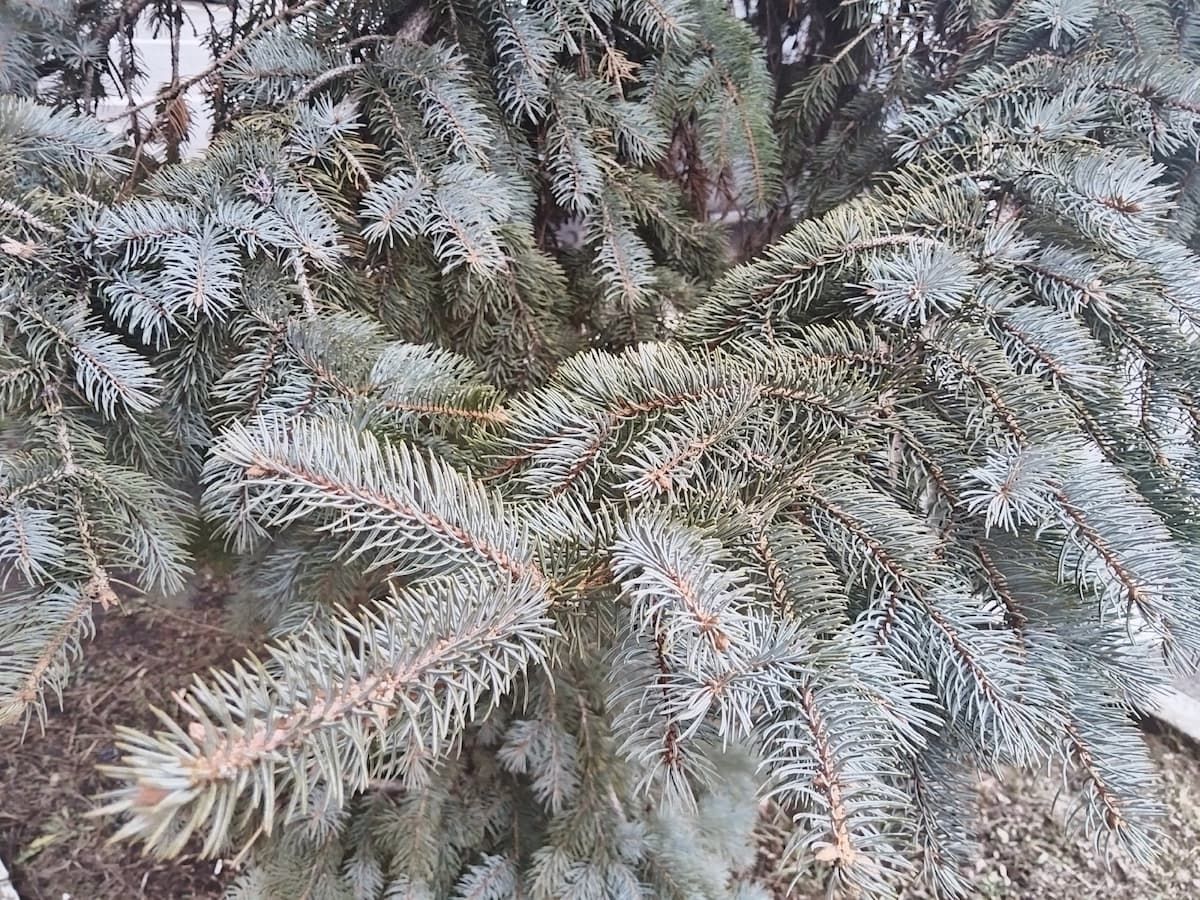 В Тульской области вновь объявлено метеопредупреждение из-за заморозков В Тульской области вновь объявлено метеопредупреждение из-за заморозков