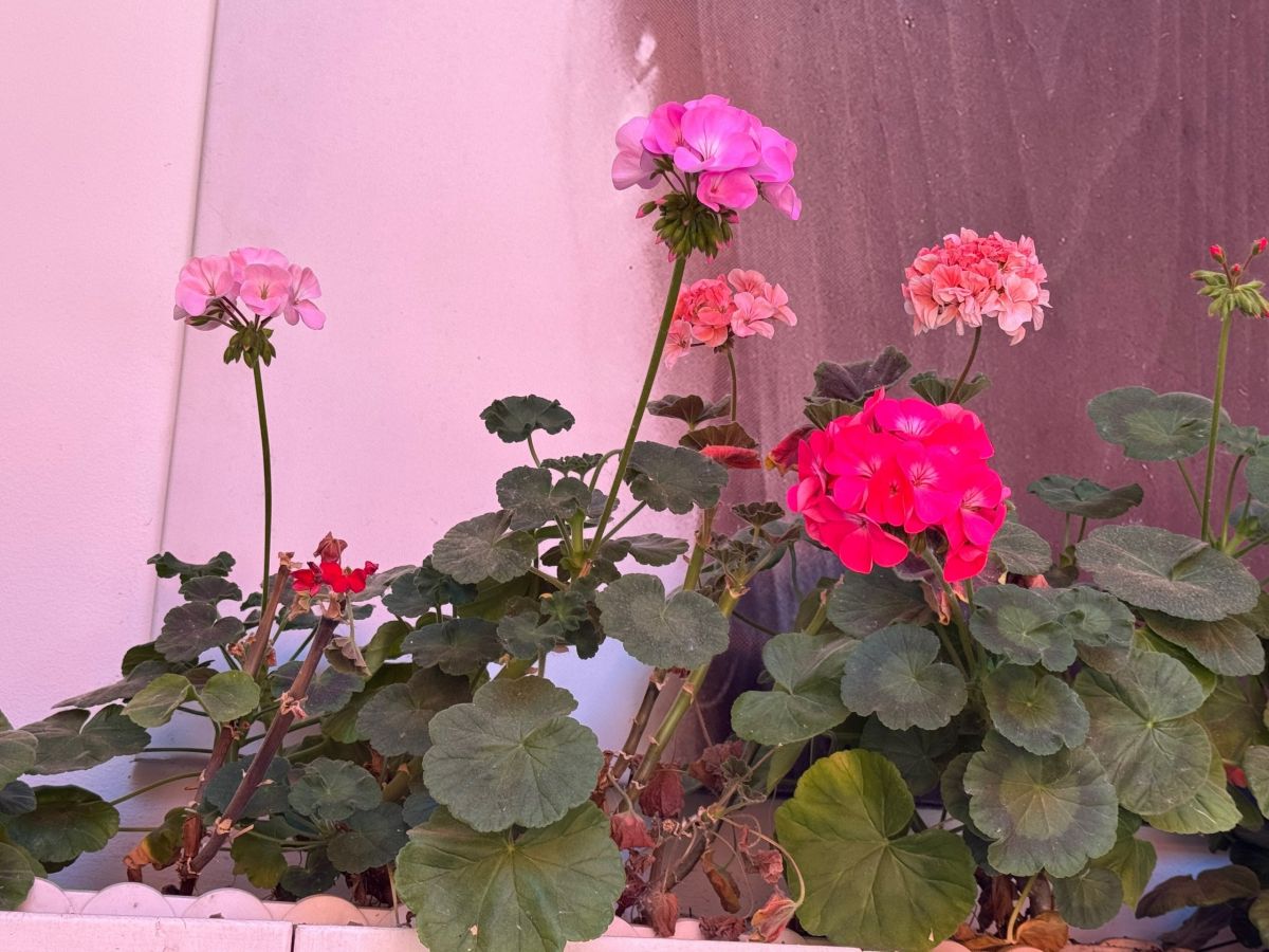 Суббота подарит тулякам летнее тепло Суббота подарит тулякам летнее тепло