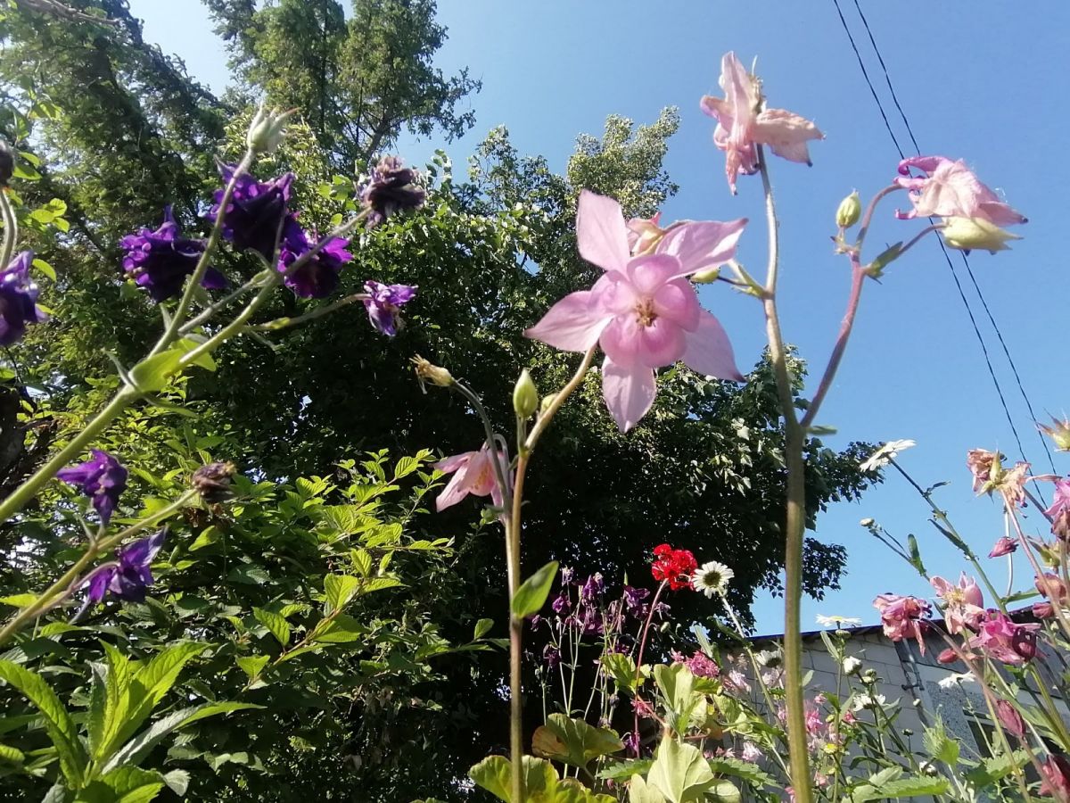 Жара снова проверит туляков на прочность