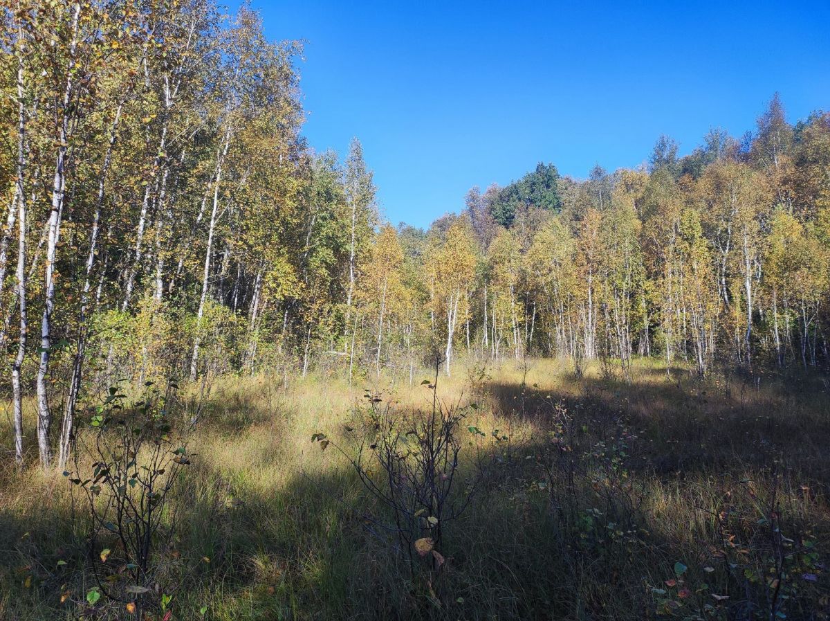 Днем в Тульской области будет умеренно тепло Днем в Тульской области будет умеренно тепло