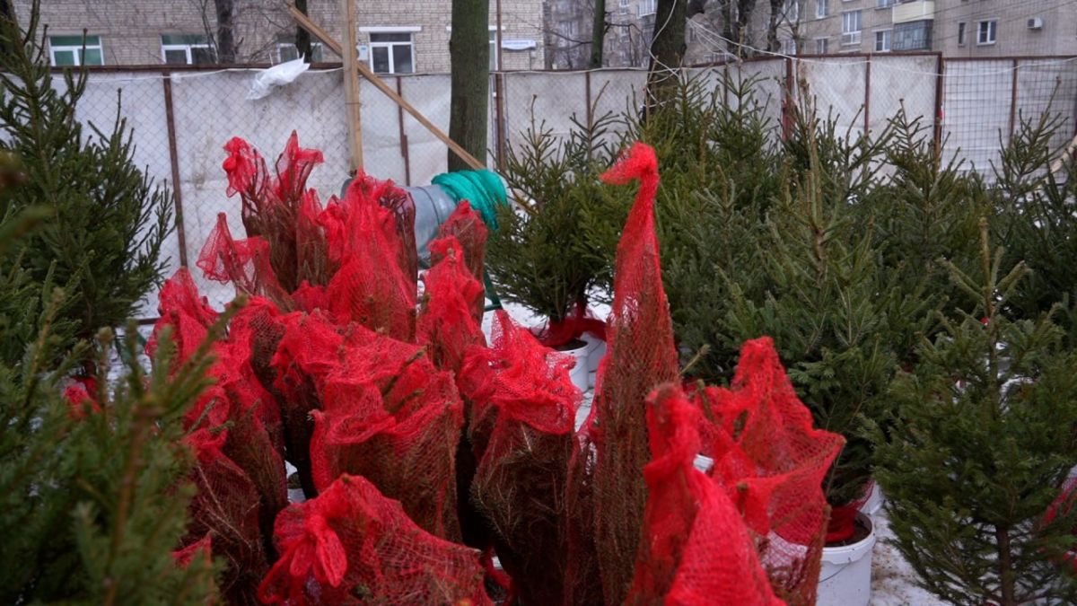 Что нужно сделать, чтобы новогодняя елка простояла как можно дольше