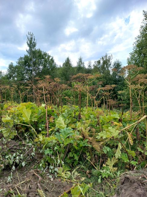 В Богородицком районе очищают территорию от опасного растения В Богородицком районе очищают территорию от опасного растения