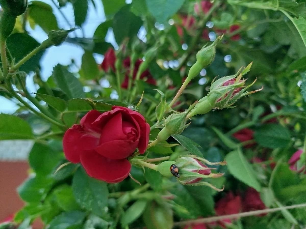 Воскресенье порадует жителей Тульской области солнцем Воскресенье порадует жителей Тульской области солнцем