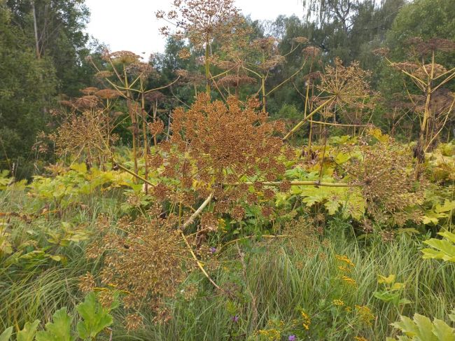 В Заокском районе фермер выращивал на участке только сорняки В Заокском районе фермер выращивал на участке только сорняки