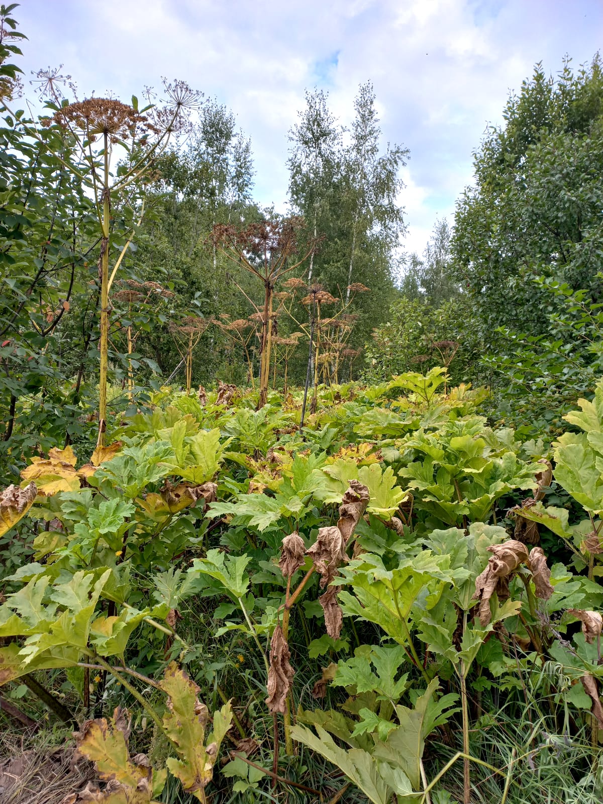 Более 3600 захваченных борщевиком гектаров обработают в этом году в Тульской области