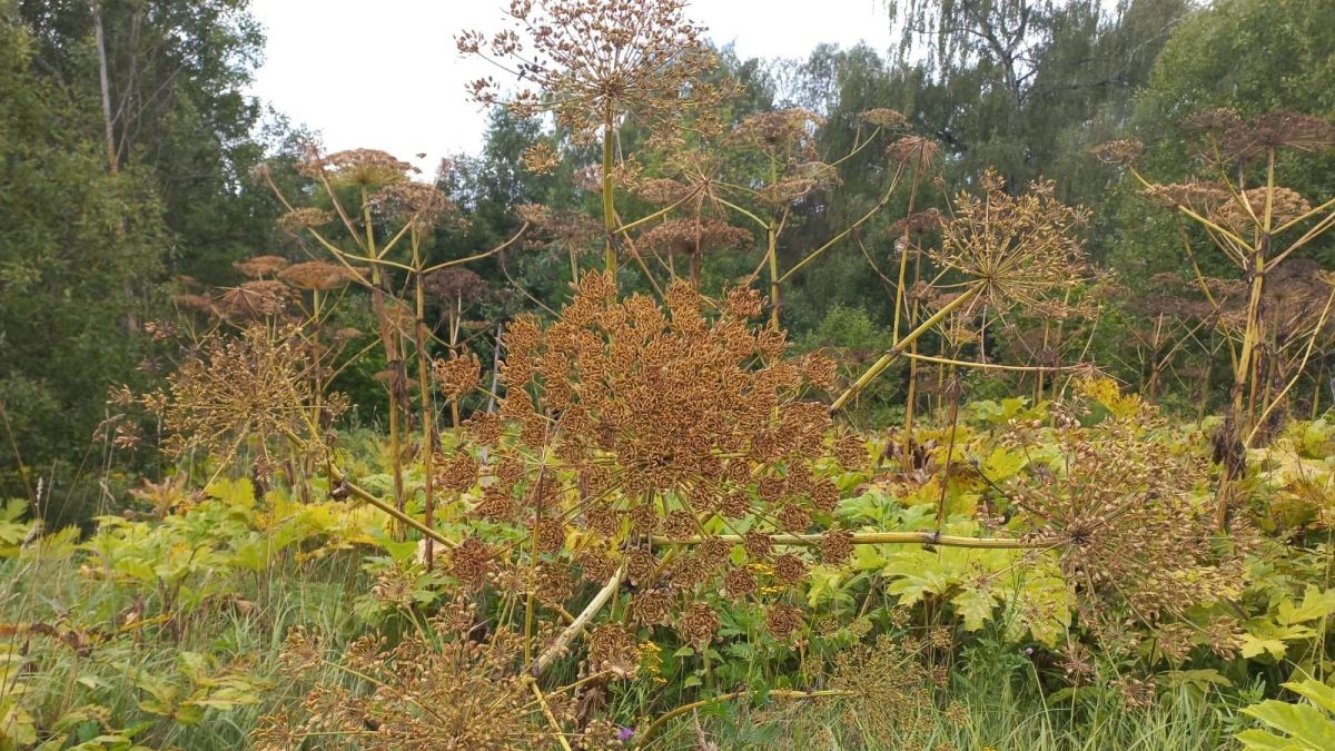 В Щекинском районе от борщевика Сосновского обработали 115 гектаров территорий В Щекинском районе от борщевика Сосновского обработали 115 гектаров территорий
