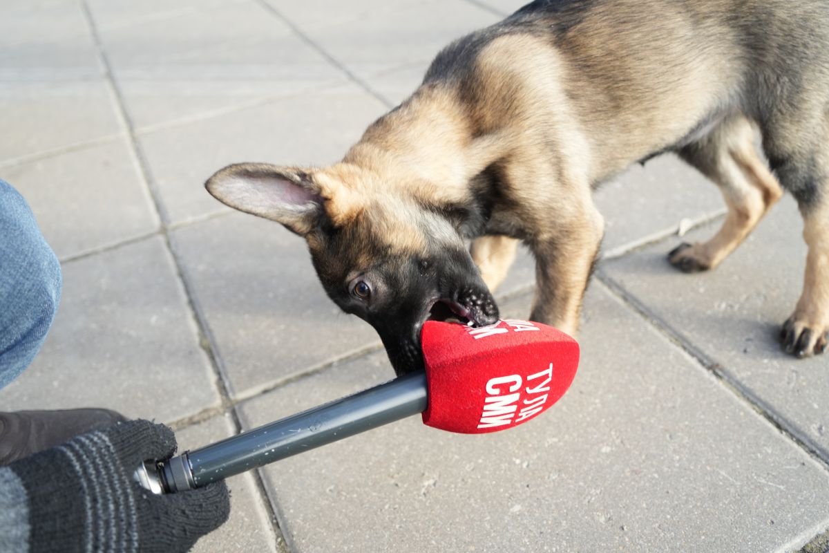 В Тульской области подготовили Порядок регистрации домашних собак и кошек В Тульской области подготовили Порядок регистрации домашних собак и кошек