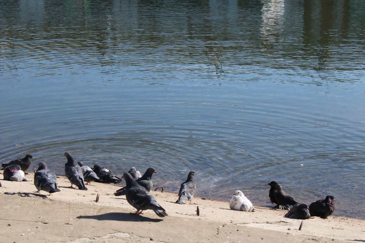 Орнитолог из Тульской области рассказала, где гнездятся краснокнижные птицы Орнитолог из Тульской области рассказала, где гнездятся краснокнижные птицы