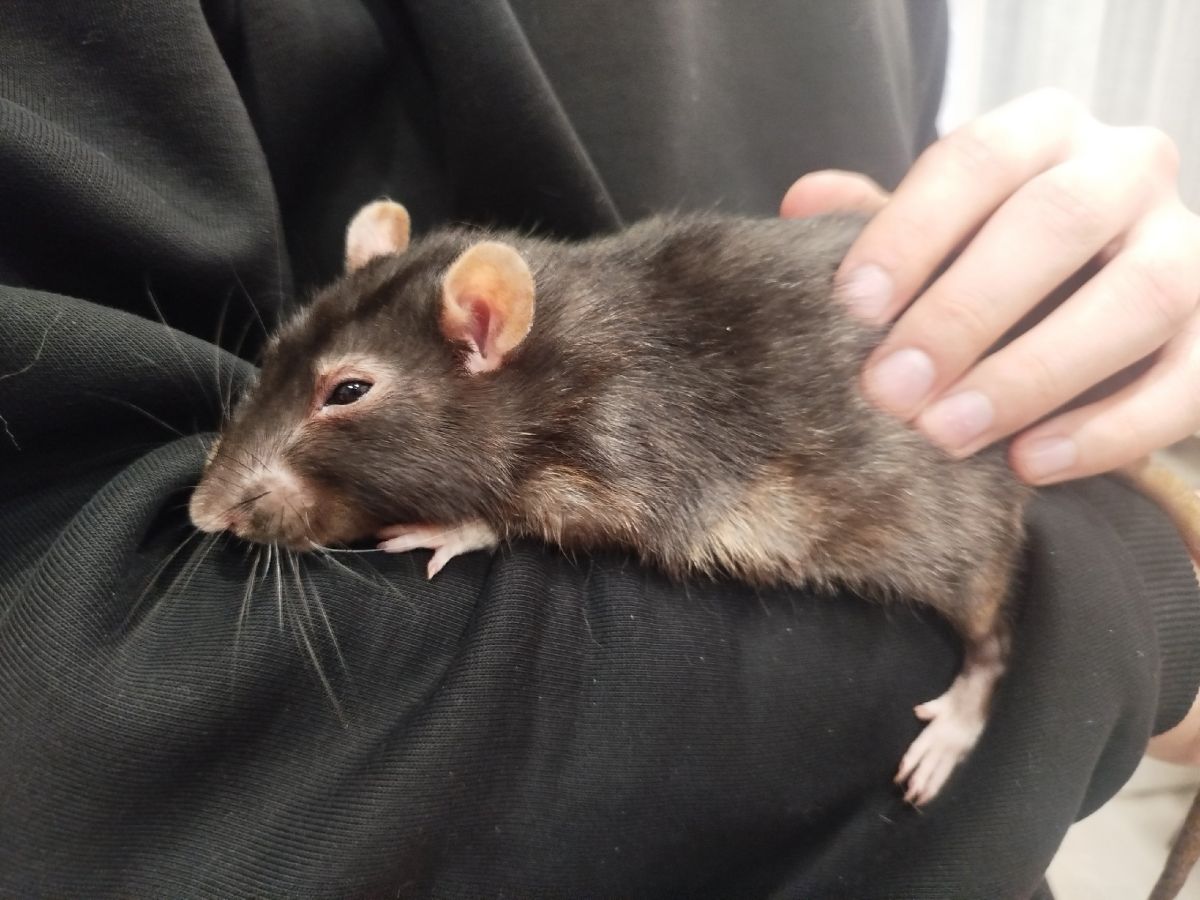 Тулякам рассказали, как избежать зоонозных заболеваний Тулякам рассказали, как избежать зоонозных заболеваний