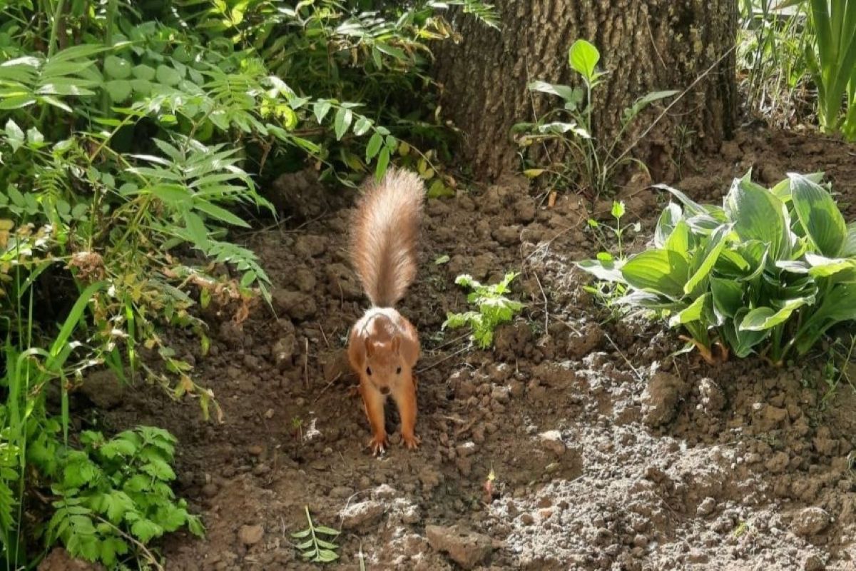 В Туле больше всего белок обитает в Белоусовском парке В Туле больше всего белок обитает в Белоусовском парке