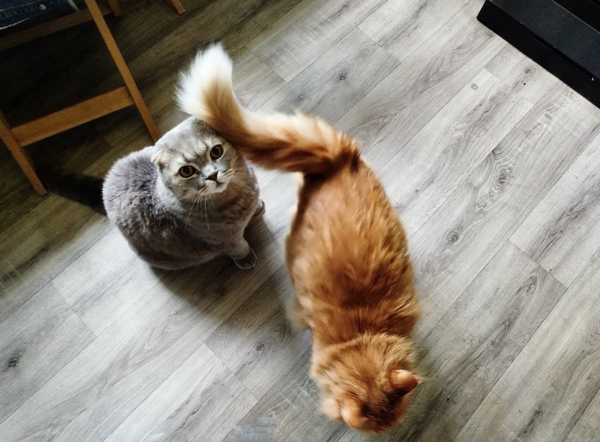 Житель Тульской области ради кошек пошел на правонарушение Житель Тульской области ради кошек пошел на правонарушение