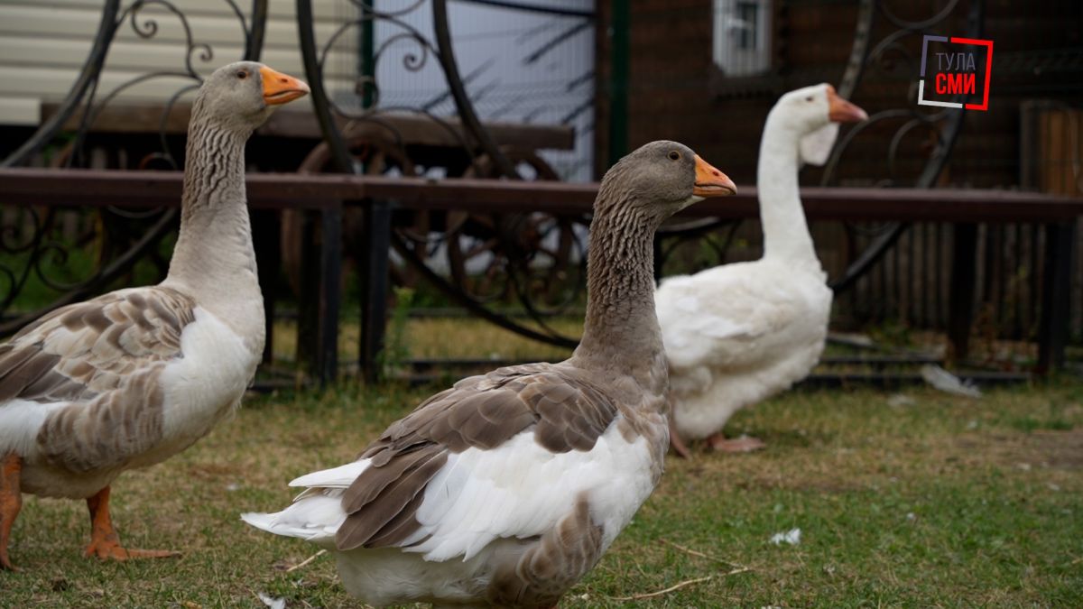 В Тульской области выращивают известную с времен Петра Первого породу бойцовых гусей В Тульской области выращивают известную с времен Петра Первого породу бойцовых гусей