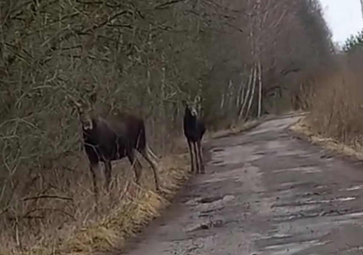 Двойня лосят прогулялась под камерами на границе с Тульской областью