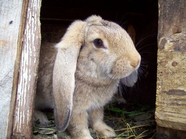 Тульский предприниматель мошенничал со сроками годности крольчатины Тульский предприниматель мошенничал со сроками годности крольчатины