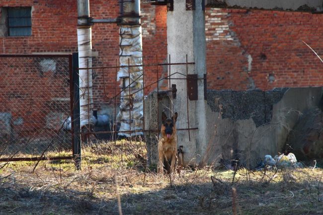 На юного туляка напала немецкая овчарка На юного туляка напала немецкая овчарка