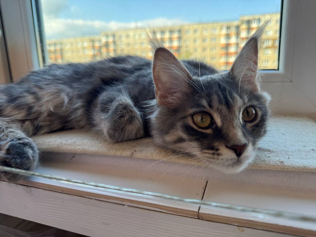 Туляков предупредили о мошенниках, нацелившихся на владельцев домашних животных Туляков предупредили о мошенниках, нацелившихся на владельцев домашних животных