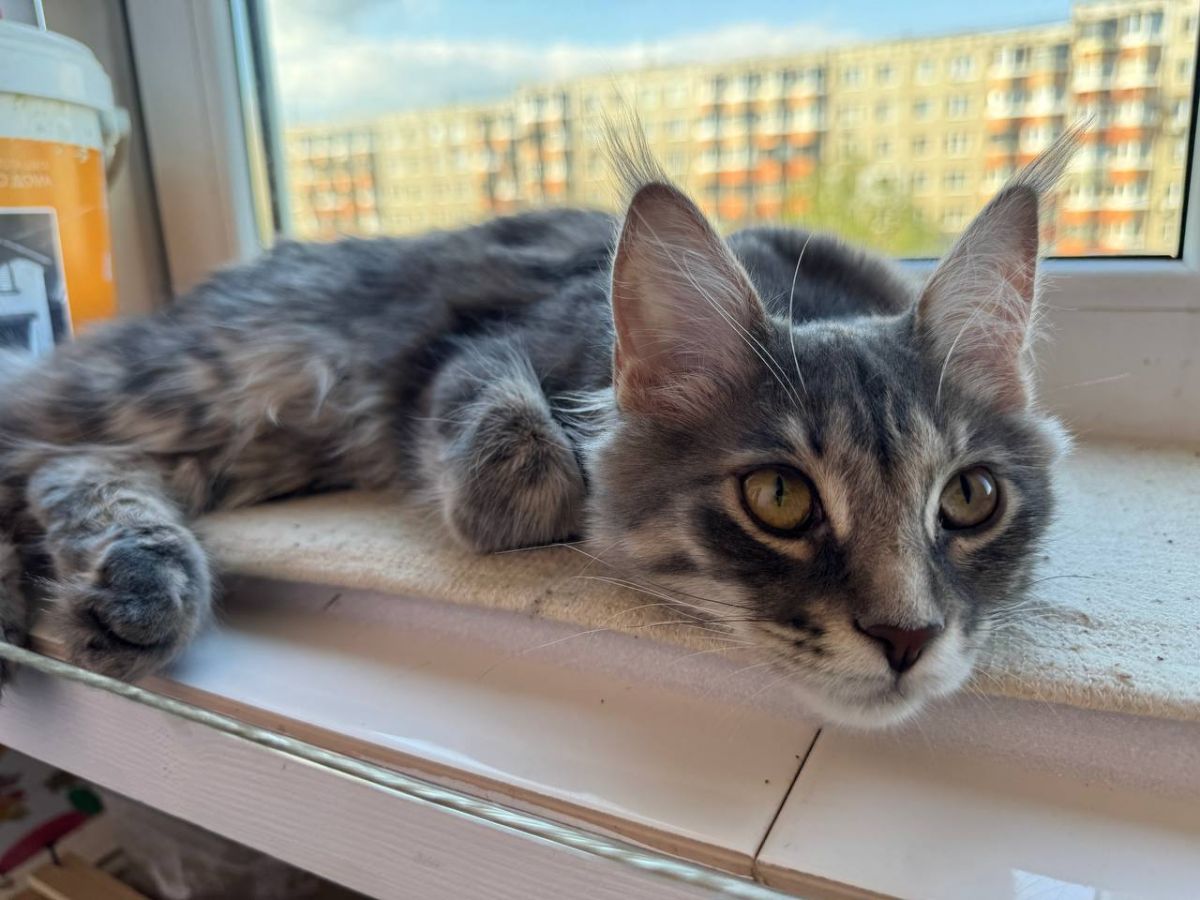 В Тульской области вступают в силу новые правила оказания ветеринарных услуг