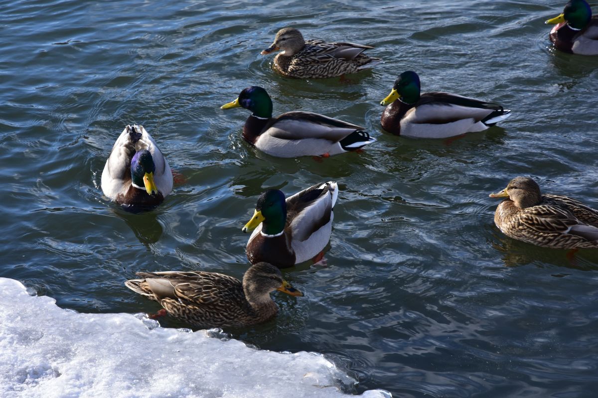 В Тульской области из-за теплой погоды может вырасти популяция пернатых хищников В Тульской области из-за теплой погоды может вырасти популяция пернатых хищников