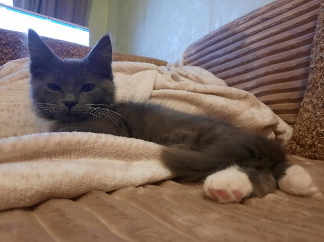 Туляки еще неделю могут записываться на льготную стерилизацию животных Туляки еще неделю могут записываться на льготную стерилизацию животных